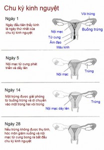 cach tinh chu ki kinh nguyet nhu the nao 067 209x300 - cach-tinh-chu-ki-kinh-nguyet-nhu-the-nao-067
