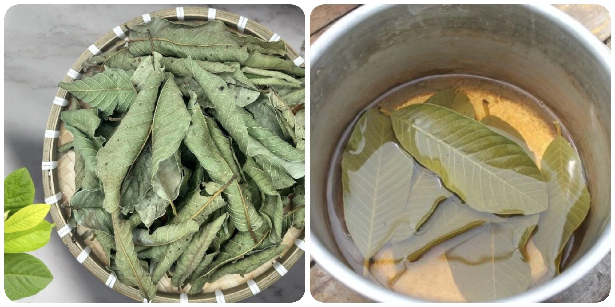 ipiccyimage 1 09115277 - Uống nước lá ổi khô có tác dụng gì?